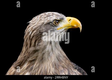 Aigle à queue blanche sur fond noir. Banque D'Images