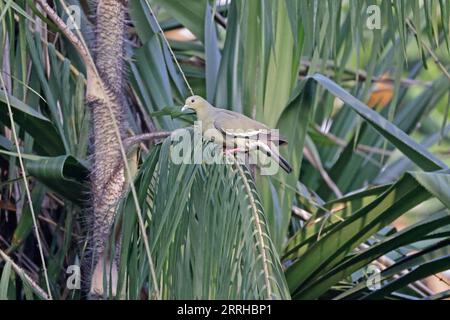 Pigeon vert à col rose à Singapour Banque D'Images