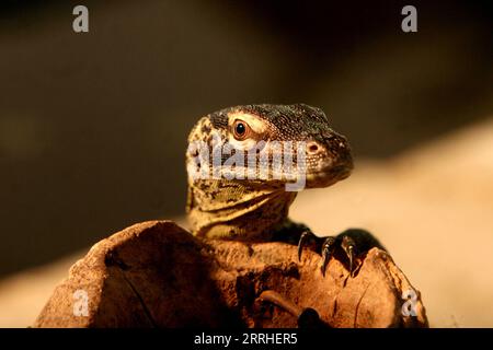 220628 -- SURABAYA, le 28 juin 2022 -- Un bébé dragon Komodo de quatre mois fait partie d'un programme de reproduction pour le lézard en voie de disparition au parc zoologique de Surabaya à Surabaya, Indonésie, le 28 juin 2022. Photo de /Xinhua INDONESIA-SURABAYA-DRAGON KOMODO-BABY Kurniawan PUBLICATIONxNOTxINxCHN Banque D'Images