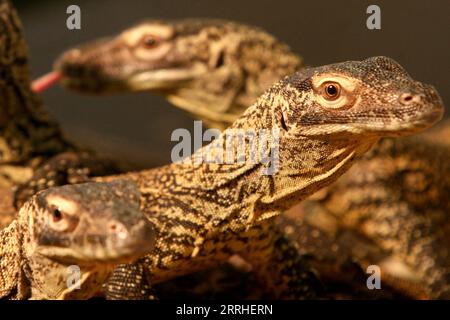 220628 -- SURABAYA, le 28 juin 2022 -- un bébé dragons de Komodo âgé de quatre mois est vu dans le cadre d'un programme de reproduction pour le lézard en voie de disparition au parc zoologique de Surabaya à Surabaya, Indonésie, le 28 juin 2022. Photo de /Xinhua INDONESIA-SURABAYA-DRAGON KOMODO-BABY Kurniawan PUBLICATIONxNOTxINxCHN Banque D'Images