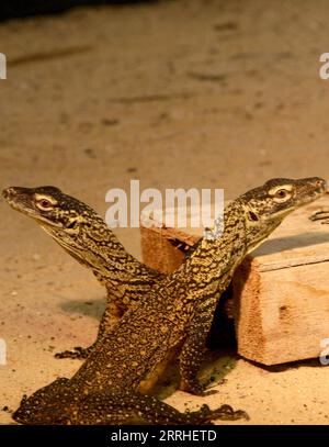 220628 -- SURABAYA, le 28 juin 2022 -- un bébé dragons de Komodo âgé de quatre mois est vu dans le cadre d'un programme de reproduction pour le lézard en voie de disparition au parc zoologique de Surabaya à Surabaya, Indonésie, le 28 juin 2022. Photo de /Xinhua INDONESIA-SURABAYA-DRAGON KOMODO-BABY Kurniawan PUBLICATIONxNOTxINxCHN Banque D'Images