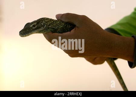 220628 -- SURABAYA, le 28 juin 2022 -- Un gardien de zoo tient un bébé dragon Komodo de quatre mois dans le cadre d'un programme de reproduction pour le lézard en voie de disparition au parc zoologique de Surabaya, en Indonésie, le 28 juin 2022. Photo de /Xinhua INDONESIA-SURABAYA-DRAGON KOMODO-BABY Kurniawan PUBLICATIONxNOTxINxCHN Banque D'Images