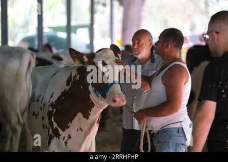 220629 -- SIGGIEWI, le 29 juin 2022 -- des vaches sont vues pendant la fête traditionnelle de Mnarja dans les jardins Buskett de Siggiewi, Malte, le 29 juin 2022. Un festival traditionnel de deux jours célébrant la récolte s'est conclu mercredi dans les jardins Buskett de Malte. L'événement a présenté des produits agricoles, des concours d'élevage et de la musique folklorique traditionnelle. Le festival, nommé Mnarja en langue maltaise, est le principal festival folklorique de Malte. Photo de /Xinhua MALTA-SIGGIEWI-FESTIVAL TRADITIONNEL JonathanxBorg PUBLICATIONxNOTxINxCHN Banque D'Images