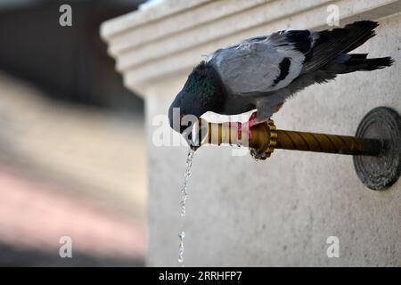 220629 -- SARAJEVO, le 29 juin 2022 -- Un pigeon boit de l'eau à une fontaine à Sarajevo, Bosnie-Herzégovine, le 29 juin 2022. L'Institut hydrométéorologique fédéral de Bosnie-Herzégovine a récemment émis un avertissement orange en raison de températures allant jusqu'à 40 degrés Celsius dans la plupart des régions de Bosnie-Herzégovine. Photo de /Xinhua BOSNIA AND HERZEGOVINA-SARAJEVO-HEAT NedimxGrabovica PUBLICATIONxNOTxINxCHN Banque D'Images