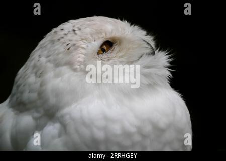 Un gros plan des détails sur un hibou blanc moelleux Banque D'Images