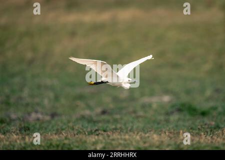 Petite aigrette vole à travers l'herbe soulevant des ailes Banque D'Images