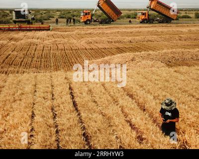 220710 -- URUMQI, 10 juillet 2022 -- une photo aérienne prise le 7 juillet 2022 montre un agriculteur vérifiant le blé dans un champ avant la récolte dans le comté de Qitai, préfecture autonome de Changji hui, région autonome Uygur du Xinjiang, nord-ouest de la Chine. La récolte estivale dans la région autonome ouïgoure du Xinjiang du nord-ouest de la Chine bat maintenant son plein. La science, la technologie et les machines agricoles modernes ont été appliquées dans la région pour aider les agriculteurs locaux à augmenter leur rendement et à atteindre une récolte exceptionnelle. CHINE-XINJIANG-GESTION DES TERRES AGRICOLES-RÉCOLTE D'ÉTÉ-APPLICATION TECHNOLOGIQUE CN ZHANGXXIAOCHENG PUBLICATIONXNOTXINXCHN Banque D'Images