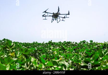 220710 -- URUMQI, le 10 juillet 2022 -- Un drone effectue des travaux agricoles sur un champ de coton à Korla, dans la région autonome ouïgoure du Xinjiang, au nord-ouest de la Chine, le 6 juillet 2022. La récolte estivale dans la région autonome ouïgoure du Xinjiang du nord-ouest de la Chine bat maintenant son plein. La science, la technologie et les machines agricoles modernes ont été appliquées dans la région pour aider les agriculteurs locaux à augmenter leur rendement et à atteindre une récolte exceptionnelle. Photo de /Xinhua CHINE-XINJIANG-GESTION DES TERRES AGRICOLES-APPLICATION DE LA TECHNOLOGIE DE RÉCOLTE D'ÉTÉ CN HuangxWanli PUBLICATIONxNOTxINxCHN Banque D'Images