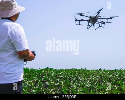 220710 -- URUMQI, le 10 juillet 2022 -- Un villageois vole un drone dans un champ de coton à Korla City, dans la région autonome ouïgoure du Xinjiang, au nord-ouest de la Chine, le 6 juillet 2022. La récolte estivale dans la région autonome ouïgoure du Xinjiang du nord-ouest de la Chine bat maintenant son plein. La science, la technologie et les machines agricoles modernes ont été appliquées dans la région pour aider les agriculteurs locaux à augmenter leur rendement et à atteindre une récolte exceptionnelle. Photo de /Xinhua CHINE-XINJIANG-GESTION DES TERRES AGRICOLES-APPLICATION DE LA TECHNOLOGIE DE RÉCOLTE D'ÉTÉ CN HuangxWanli PUBLICATIONxNOTxINxCHN Banque D'Images