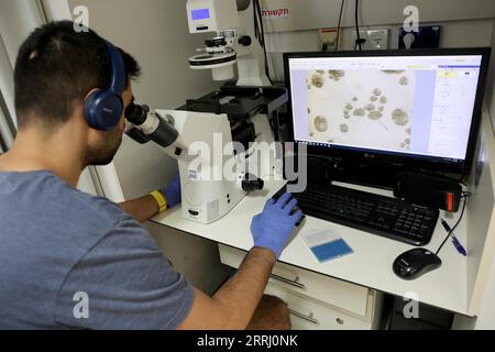 (230908) -- JÉRUSALEM, 8 septembre 2023 (Xinhua) -- Un chercheur travaille dans un laboratoire de sciences biologiques à l'Institut Weizmann des sciences (WIS) dans la ville israélienne de Rechovot le 7 septembre 2023. Les chercheurs sur les cellules souches ont créé des modèles artificiels d’embryons humains et les ont cultivés avec succès en dehors de l’utérus jusqu’au jour 14, a déclaré WIS dans le centre d’Israël dans un communiqué mercredi. Dans une nouvelle étude publiée dans la revue Science, les chercheurs ont créé des modèles artificiels d'embryons de cellules souches qui imitent avec précision toutes les caractéristiques et composants essentiels de ce stade de développement, y compris le placenta et le jaune Banque D'Images