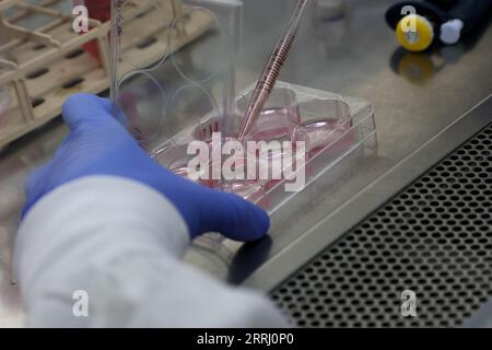 (230908) -- JÉRUSALEM, 8 septembre 2023 (Xinhua) -- Un chercheur travaille dans un laboratoire de sciences biologiques à l'Institut Weizmann des sciences (WIS) dans la ville israélienne de Rechovot le 7 septembre 2023. Les chercheurs sur les cellules souches ont créé des modèles artificiels d’embryons humains et les ont cultivés avec succès en dehors de l’utérus jusqu’au jour 14, a déclaré WIS dans le centre d’Israël dans un communiqué mercredi. Dans une nouvelle étude publiée dans la revue Science, les chercheurs ont créé des modèles artificiels d'embryons de cellules souches qui imitent avec précision toutes les caractéristiques et composants essentiels de ce stade de développement, y compris le placenta et le jaune Banque D'Images