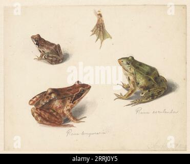 Fiche d'études : grenouille d'eau verte à gauche et grenouille de terre brune à droite, 1834. Banque D'Images