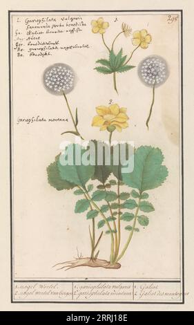 Avens jaunes (Geum aleppicum) et avens jaunes alpins (Geum montanum), 1596-1610. Commandé par l'empereur Rodolphe II Banque D'Images