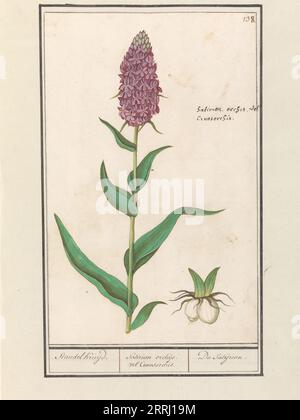 Orchidée des marais (Dactylorhiza majalis), 1596-1610. Commandé par l'empereur Rodolphe II Banque D'Images