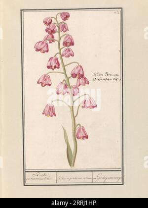 Lys de Perse (Fritillaria persica), 1596-1610. Commandé par l'empereur Rodolphe II Banque D'Images