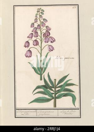 Lys de Perse (Fritillaria persica), 1596-1610. Commandé par l'empereur Rodolphe II Banque D'Images