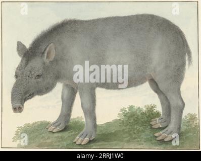 Tapir, 1825. Banque D'Images