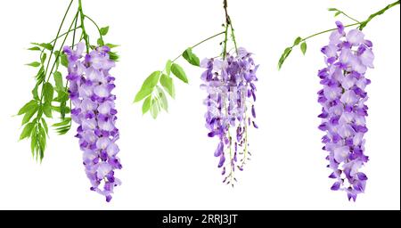 Fleurs wisteria isolées sur fond blanc avec pleine profondeur de champ Banque D'Images