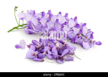 Fleurs wisteria isolées sur fond blanc avec pleine profondeur de champ Banque D'Images