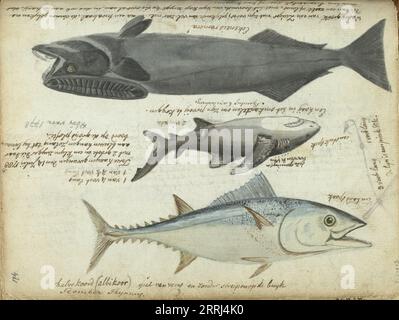 Thon (Thunnus thynnus), requin (Carcharodon carcharias) et remora (Echeneidae), 1788. Avec inscriptions. Fait partie du carnet de croquis de Jan Brandes, dl. 2 (1808), p. 174. Banque D'Images