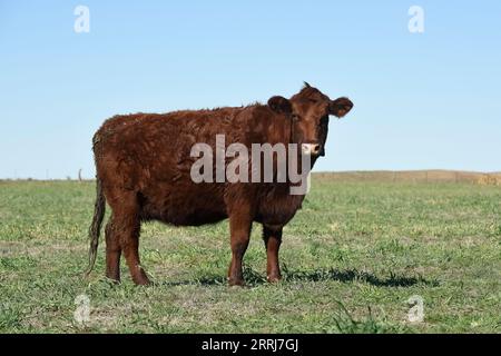 Troupeau de bovins dans la campagne Argentine, province de la Pampa, Patagonie, Argentine. Banque D'Images