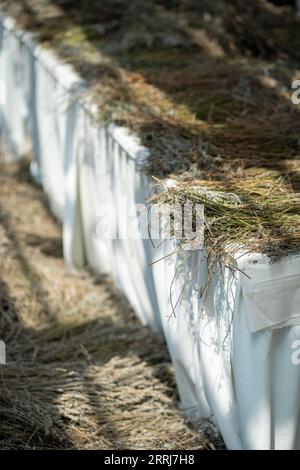 Fleurs de lavande plantes branches séchant à la ferme, crues pour la production de produits aromatiques. Banque D'Images