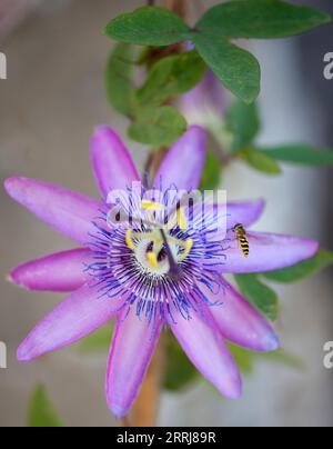 Surphus Ribessi Hoverfly s'installant sur une fleur de passiflore Banque D'Images