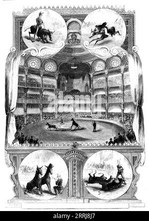 Les Mules éduquées au palais de l'Alhambra, 1858. Cirque américain à Londres : les mules "instruites" de MM. Howes et Cushing, Barney et Pete qui '...ont dû avoir, sinon une éducation supérieure, en tout cas une excellente formation...Barney va pour la gymnastique rude, et est une mule parfaite à sa manière, "démuling" le meilleur cavalier qui osent s'aventurer sur son dos, et le chasser du ring. Pete est fier de ses talents de humoriste et exécute à sa façon autant de tours ridicules et de pitreries que le pantomimiste sur deux jambes le plus artistique peut se vanter. Dans le co Banque D'Images