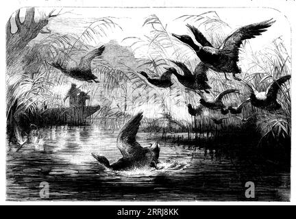 Tir de poule sauvage, 1858. 'La classe la plus nombreuse de nos visiteurs de volailles sauvages des rives de l'Arctique est le brent ou oie noire... les oies blanches sont généralement considérées comme étant composées de quatre espèces différentes: la jambe grise, l'oie à front blanc, l'oie aux haricots et l'oie aux orteils roses... sur le Bass Rock à sommet carré, près de North Berwick, les oies de solan peuvent également être vues par milliers. On dit qu'ils ne pondent qu'un œuf, et de s'asseoir avec leur pied dessus le mois de mai vivant... les naturalistes ont observé des changements extraordinaires dans les troupeaux d'oies blanches, car jusqu'à une période donnée ils constituent Banque D'Images