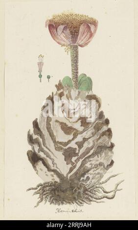 Haemanthus coccineus L. (fleur de sang), 1777-1786. Banque D'Images