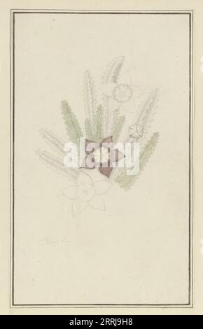 Stapelia hirsute L. (fleur d'étoile de mer), 1777-1786. Banque D'Images