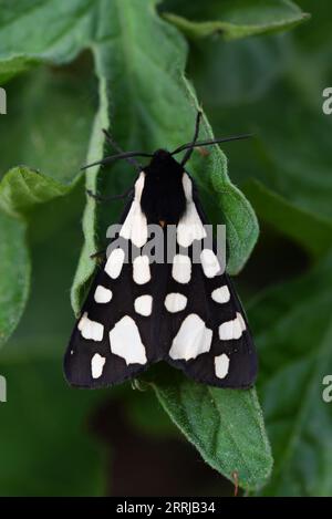 Cream-spot Tiger Moth, Arctia villica, femelle reposant sur la feuille de plante de tomate Banque D'Images