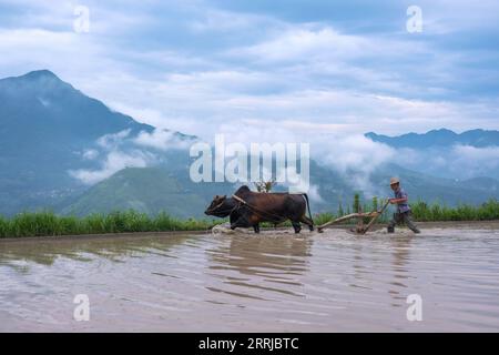 220719 -- QINGTIAN, le 19 juillet 2022 -- Un agriculteur laboure la riziculture dans le canton de Xiaozhoushan, comté de Qingtian, province du Zhejiang dans l'est de la Chine, le 11 juin 2020. Le système de co-culture riz-poisson à Qingtian a une histoire de plus de 1 300 ans et a été répertorié dans le premier groupe mondial des systèmes du patrimoine agricole d importance mondiale GIAHS désigné par l Organisation des Nations Unies pour l alimentation et l agriculture FAO en 2005. Qingtian, dans la partie sud-ouest du Zhejiang, a suffisamment de ressources en eau et un paysage en terrasses. Le système de co-culture riz-poisson peut apporter de beaux revenus à lo Banque D'Images