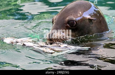 220719 -- ROME, le 19 juillet 2022 -- Un lion de mer mange des friandises glacées avec du poisson pendant une chaude journée au zoo de Rome, en Italie, le 19 juillet 2022. Photo de /Xinhua ITALIE-ROME-ZOO-TEMPS CHAUD AlbertoxLingria PUBLICATIONxNOTxINxCHN Banque D'Images