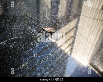 Repéré Lanternfly dans le quartier Hudson yards à New York le mercredi 6 septembre 2023. (© Richard B. Levine) Banque D'Images