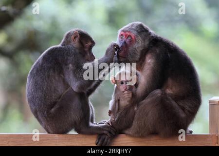 220725 -- WUYISHAN, le 25 juillet 2022 -- des macaques tibétains sont photographiés dans le parc national de Wuyishan, dans la province du Fujian du sud-est de la Chine, le 23 juillet 2022. Le nombre de macaques tibétains sauvages a augmenté dans le parc, grâce à une protection écologique renforcée et à une sensibilisation accrue à la protection de l'environnement. CHINE-FUJIAN-WUYISHAN-TIBÉTAIN MACAQUES CN JIANGXKEHONG PUBLICATIONXNOTXINXCHN Banque D'Images