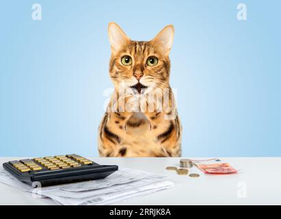 Chat choqué calcule manuellement les dépenses sur une calculatrice, elle a des problèmes de dette Banque D'Images