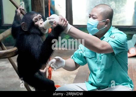 220730 -- PÉKIN, le 30 juillet 2022 -- Wang Zheng allaite un petit chimpanzé au zoo de Pékin, capitale de la Chine, le 14 juillet 2022. Wang Zheng travaille à la Gorilla House du zoo de Pékin depuis 17 ans. Il s'occupe de tous les aspects des animaux qui vivent ici. En tant qu'éleveur, Wang a besoin d'apprendre et de comprendre les activités psychologiques des animaux, leur tempérament et leurs schémas comportementaux pour une meilleure reproduction. Le moment le plus inoubliable pour Wang au fil des ans a été quand Nan Nan, un chimpanzé élevé artificiellement, a donné naissance à un petit femelle en 2021. C'était la deuxième fois que Nan Nan avait donné naissance t Banque D'Images