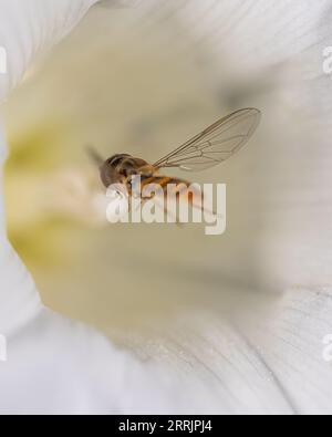Hoverfly Syrphidae se nourrissant de nectar de haie fleur d'herbe à bec Calystegia sepium en vol gros plan fleur blanche Banque D'Images