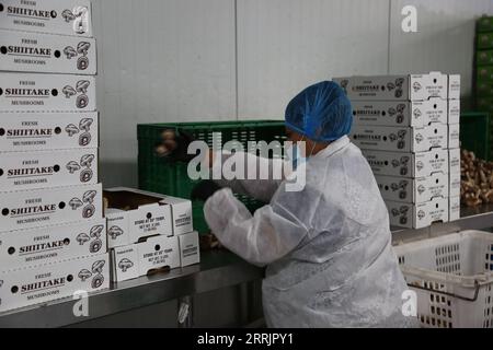 220803 -- CUMBERLAND É.-U., 3 août 2022 -- un travailleur emballe des champignons shiitake à la ferme de champignons Qihe dans le comté de Cumberland, New Jersey, États-Unis, le 30 juillet 2022. Le fournisseur chinois de champignons spécialisés Shandong Qihe Biological Technology Co., Ltd. Continuera à étendre sa présence sur le marché américain en ajoutant plus de capacité de production et en étendant ses chaînes commerciales, selon un cadre en charge des opérations de la société en Amérique du Nord. Qihe exploite des fermes de culture de champignons dans le comté de Cumberland, dans le New Jersey et à Seattle, dans l'État de Washington, avec une production quotidienne de 20 000 à 30 000 livres Banque D'Images