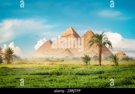 Pyramides égyptiennes dans le champ vert le matin brumeux Banque D'Images