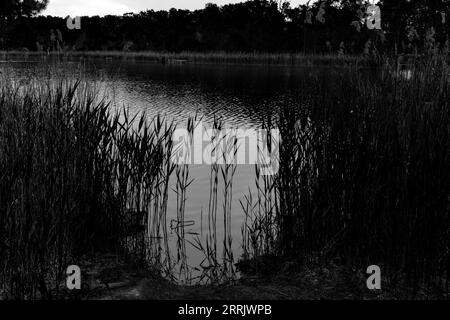 Le petit lac Holbecker dans le Brandebourg en Allemagne, les roseaux poussent sur la rive du lac, noir et blanc Banque D'Images