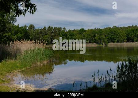 Le petit lac Holbecker dans le Brandebourg en Allemagne, les roseaux poussent sur la rive du lac Banque D'Images