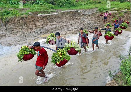 220812 -- CHATTOGRAM, le 12 août 2022 -- des agriculteurs portent des paniers de goyaves fraîches avec des poteaux d'épaule à Chattogram, Bangladesh, le 10 août 2022. BANGLADESH-CHATTOGRAMME-GOYAVE-RÉCOLTE Salim PUBLICATIONxNOTxINxCHN Banque D'Images