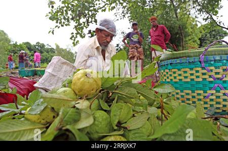 220812 -- CHATTOGRAM, le 12 août 2022 -- Un agriculteur traite des goyaves près d'un verger à Chattogram, Bangladesh, le 10 août 2022. BANGLADESH-CHATTOGRAMME-GOYAVE-RÉCOLTE Salim PUBLICATIONxNOTxINxCHN Banque D'Images