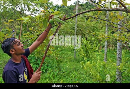 220812 -- CHATTOGRAM, le 12 août 2022 -- Un agriculteur arrache des goyaves dans un verger à Chattogram, Bangladesh, le 10 août 2022. BANGLADESH-CHATTOGRAMME-GOYAVE-RÉCOLTE Salim PUBLICATIONxNOTxINxCHN Banque D'Images