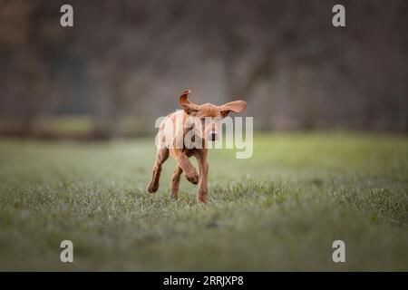 Magyar Vizsla chiot dans la nature Banque D'Images