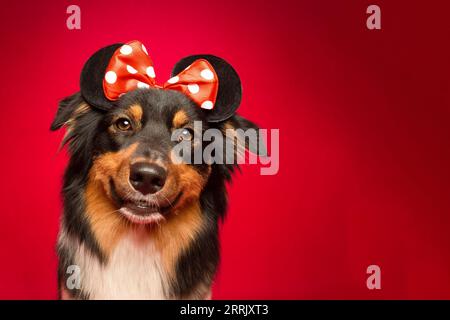 Berger australien avec arc sur la tête dans le studio photo Banque D'Images