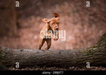 Magyar Vizsla chiot dans la nature Banque D'Images