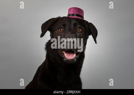 Labrador noir en studio photo Banque D'Images